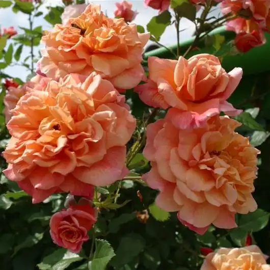 Trandafiri climber - Trandafiri - Aloha® - 